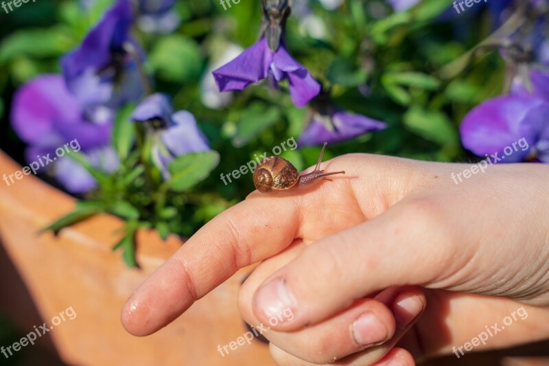 Snail Hand House Snail Nature Animal