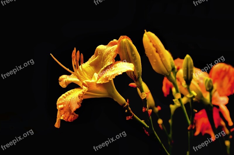 Lily Flower Nature Summer Yellow