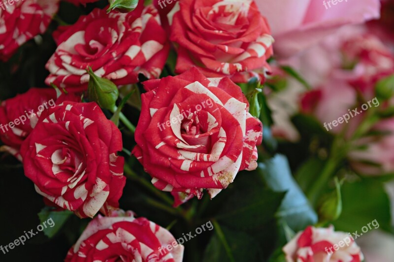 Bouquet Flowers Pink Roses Bush