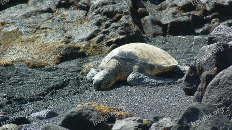 Turtle Peaceful Beach Hawaii Sea