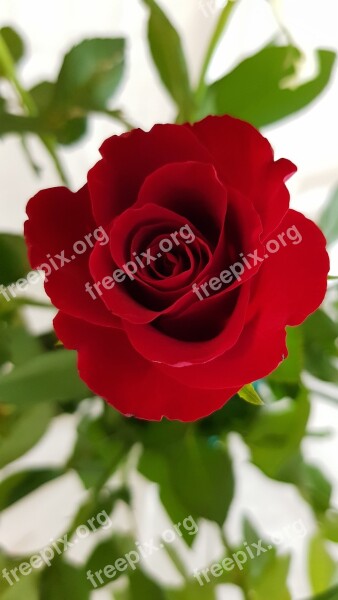 Rose Flower Beauty Rose Bloom Romantic