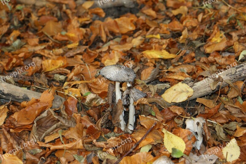 Mushrooms Picnic Natural Forest Forest Floor