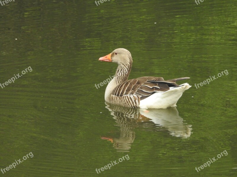 Duck Water Bird Wild Bird Waterfowl Swim