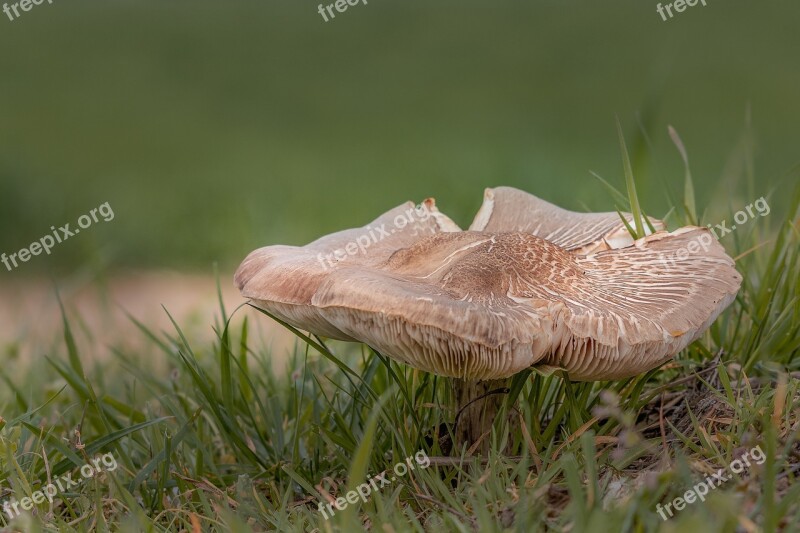 Mushroom Nature Meadow Free Photos