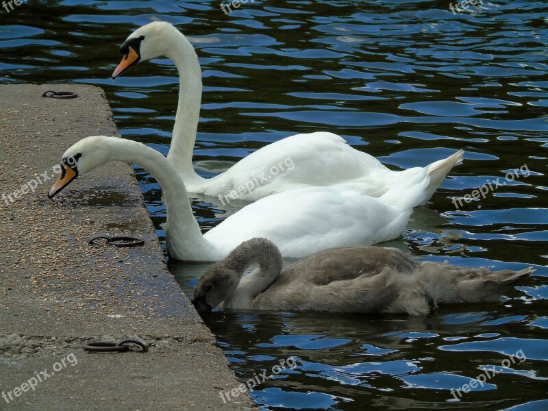 Swans Mute Swan Water Birds Free Photos