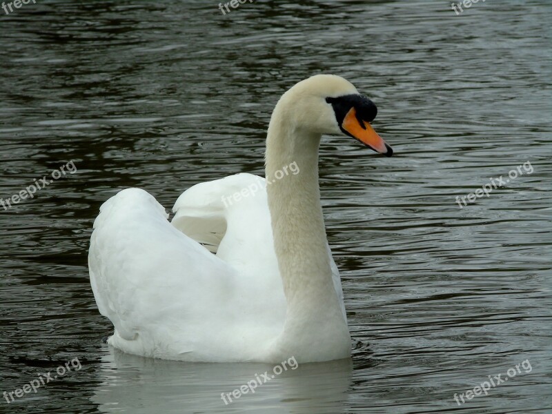 Mute Swan Swan Water Birds Free Photos