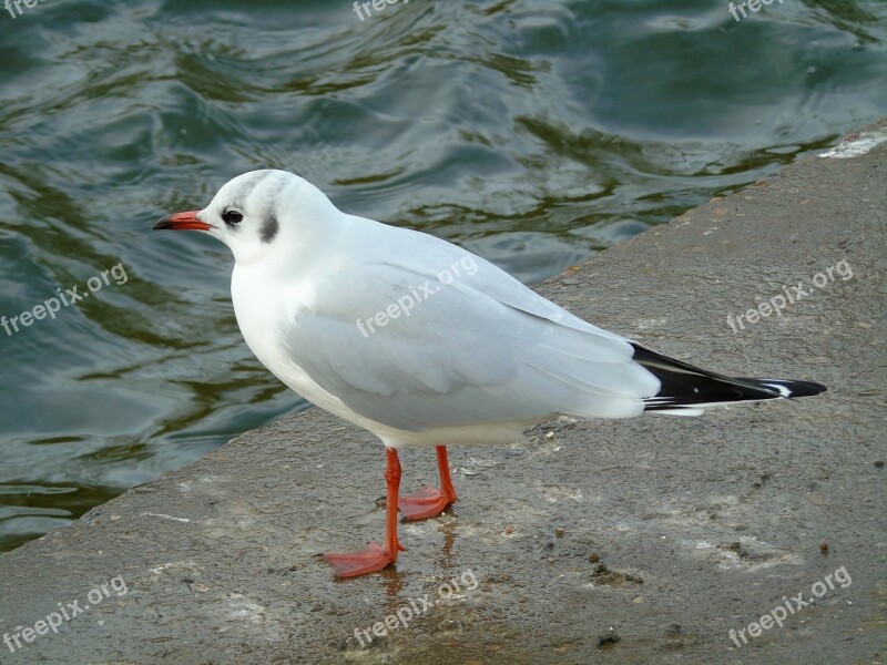 Seagull Bird Animals Free Photos