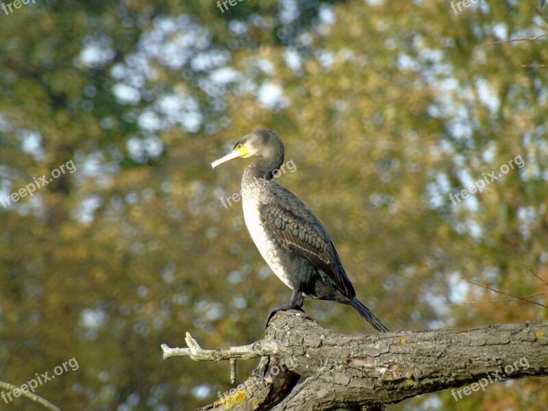 Cormorant Water Birds Animals Free Photos