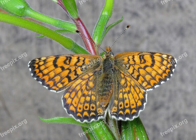 Butterfly Fritillary Insect Summer Colorful