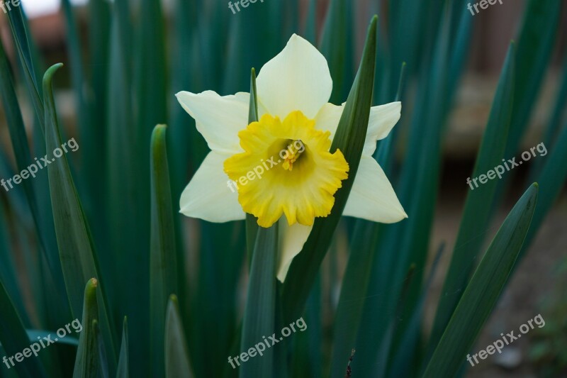 Narciso Flower Spring Nature Grass