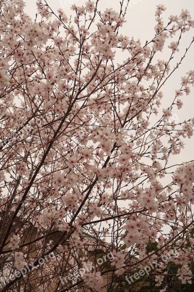 Flowers Wood Branch Cherry Blossoms Flowering