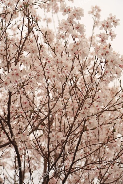 Flowers Wood Branch Cherry Blossoms Pink