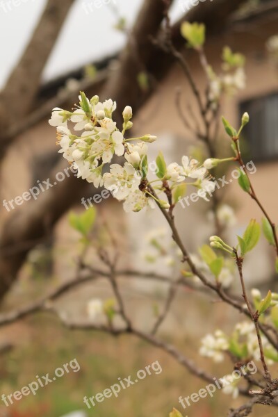 Flowers Cherry Blossoms White Branch Spring