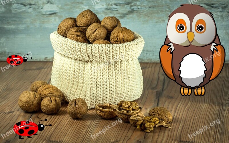 Owl Walnuts Nut Bugs Animals