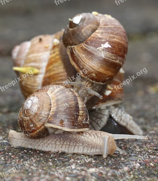 Snails Snail Shell Nature Garden