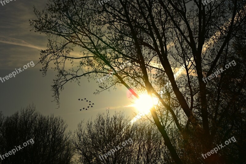 Tree Silhouette Setting Sun Con Trails Sky