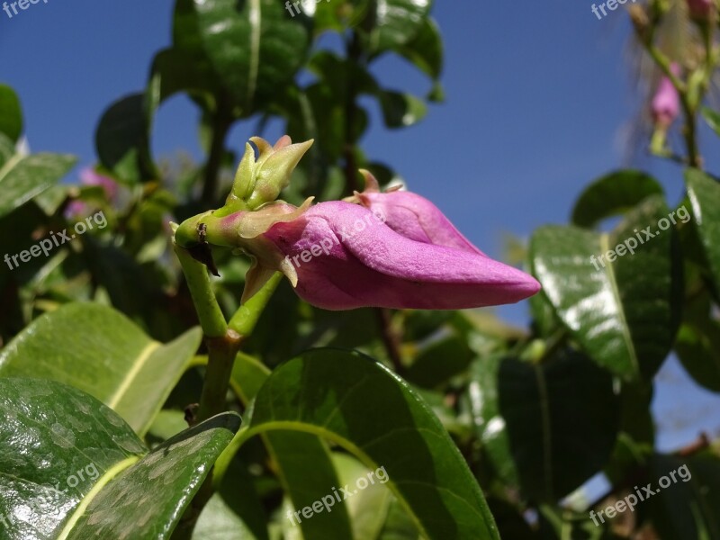 Pink Flower Exotic Shrub Turbine