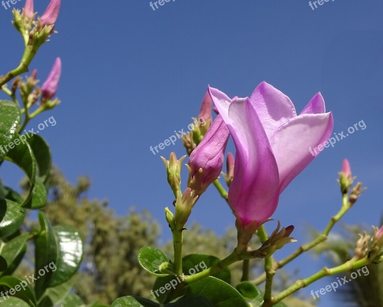 Pink Flower Exotic Shrub Turbine