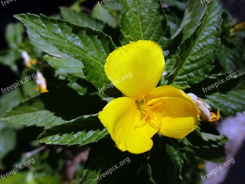 Begonia Flower Yellow Begoniacée Garden