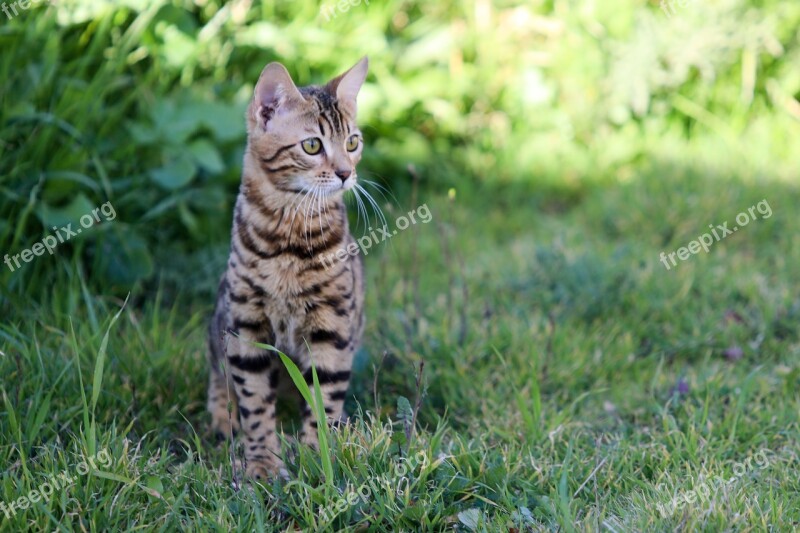 Cat Animals Tiger Pet Bengal