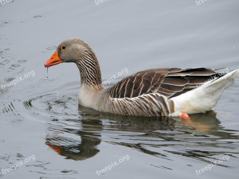 Duck Water Bird Bird Plumage Duck Bird