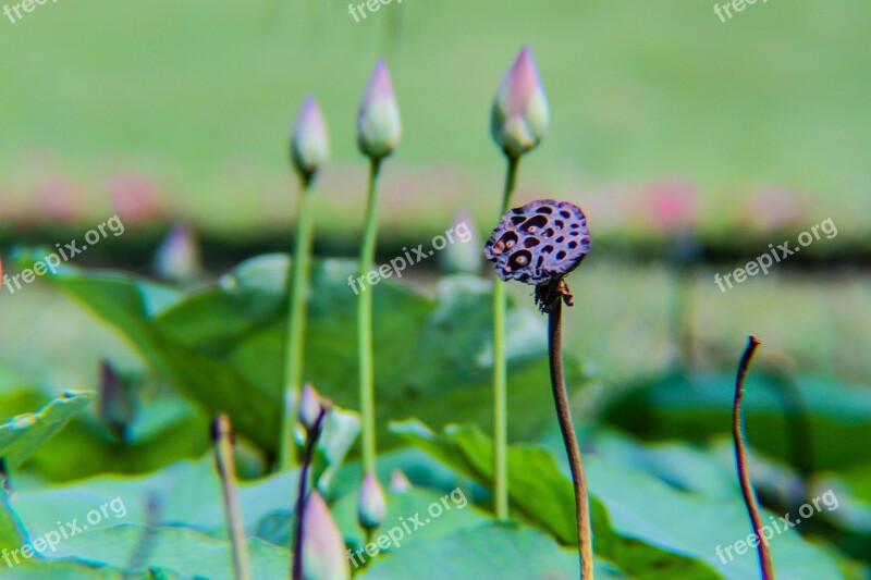 Lotus Plant Flower Pond Leaves