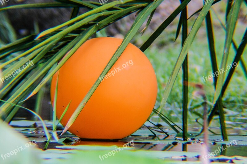 Balloon Pond Leaves Nature Free Photos