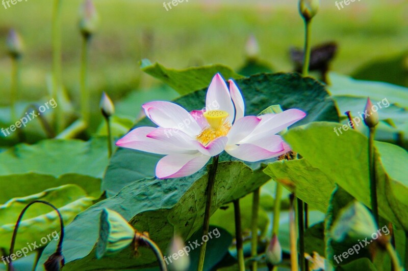 Lotus Plant Flower Pond Pink