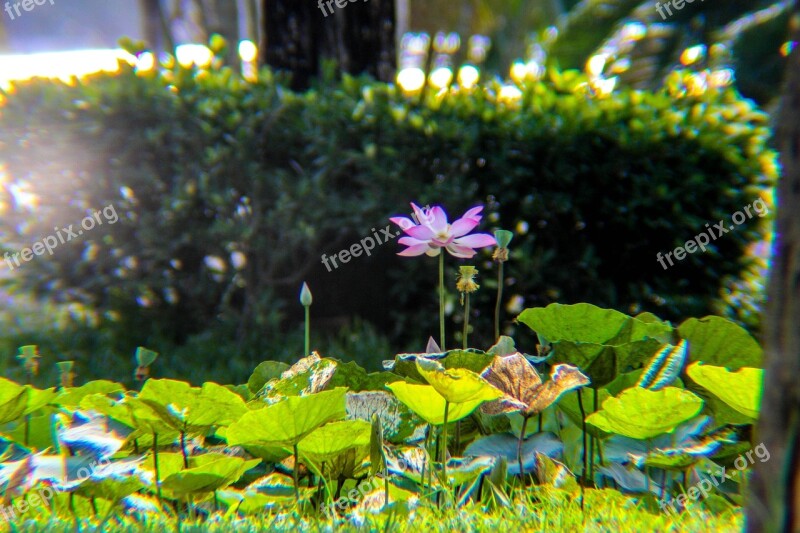 Lotus Plant Flower Pond Leaves