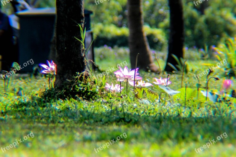 Lotus Plant Flower Pond Leaves