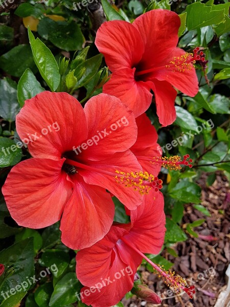 Flower Red Plant Garden Love