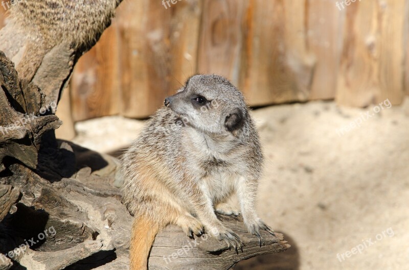 Meerkat Zoo Animal Nature Mammal