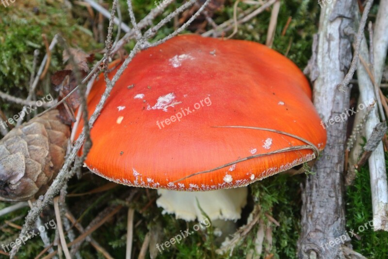 Forest Mushroom Red Autumn Forest Floor Free Photos