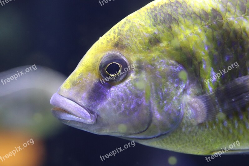 Fish Fish Mouth Fish Eye The Aquazoo Düsseldorf Aquarium