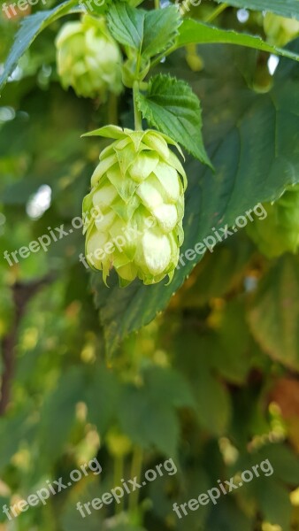 Hop Beer Austria Green Free Photos