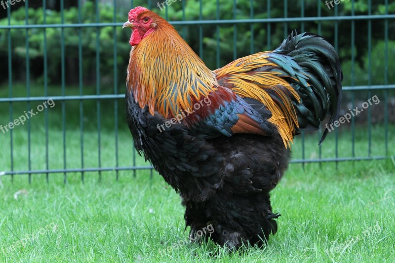 Hahn Brahma Feather Gockel Poultry