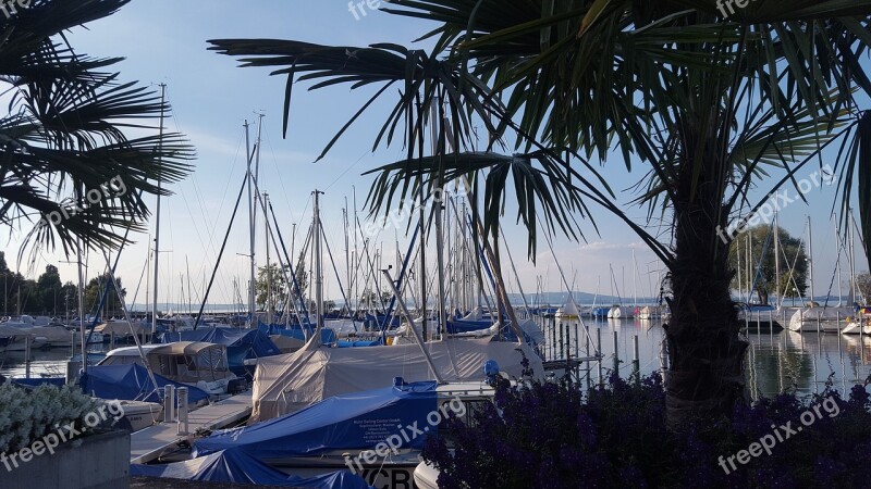 Romanshorn Lake Constance Port Water Palm