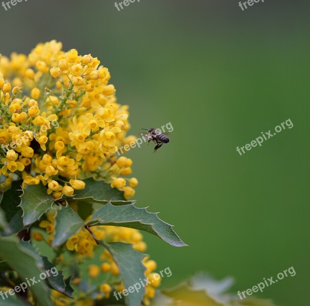 Honey Bee Yellow Fly Free Photos