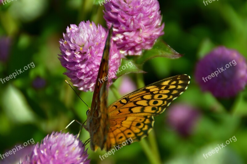 Butterfly Flower Butterflies Insects Animals