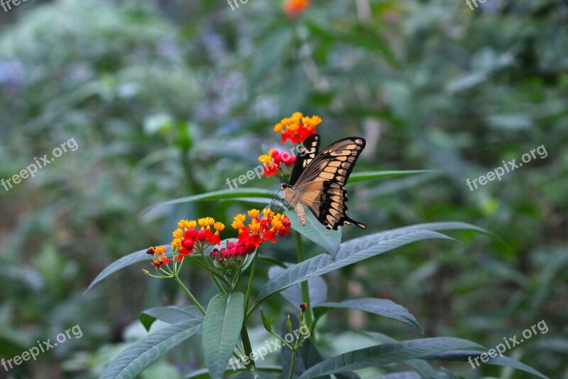 Butterfly Summer Nature Insect Wing