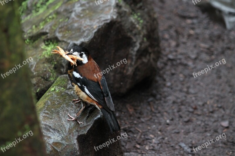 Bird Wood Animal Forest Wild Bird