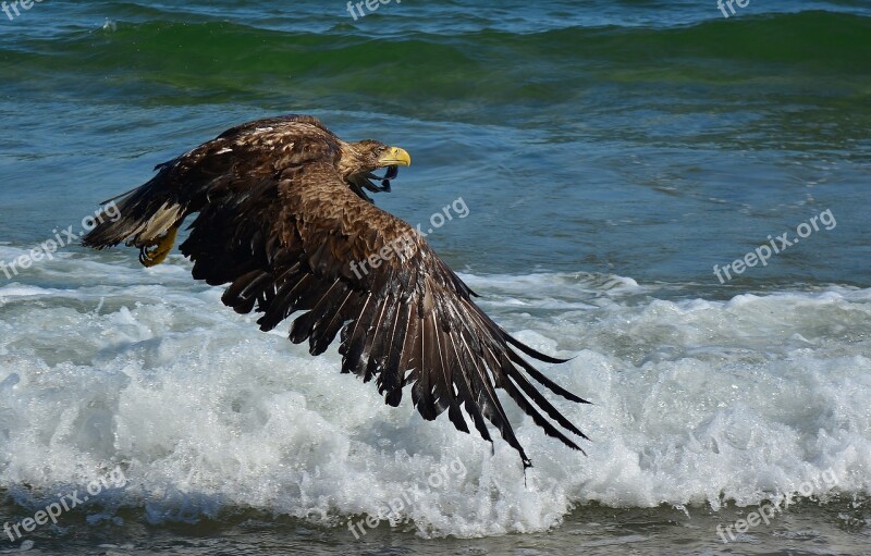 White Tailed Eagle Baltic Sea Bird Of Prey Nature Free Photos