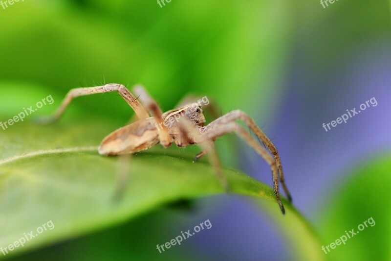 Spider Small Eyes Insect Macro