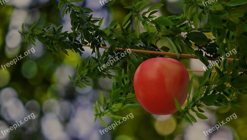 Apple Fruit Leaves Red Fresh