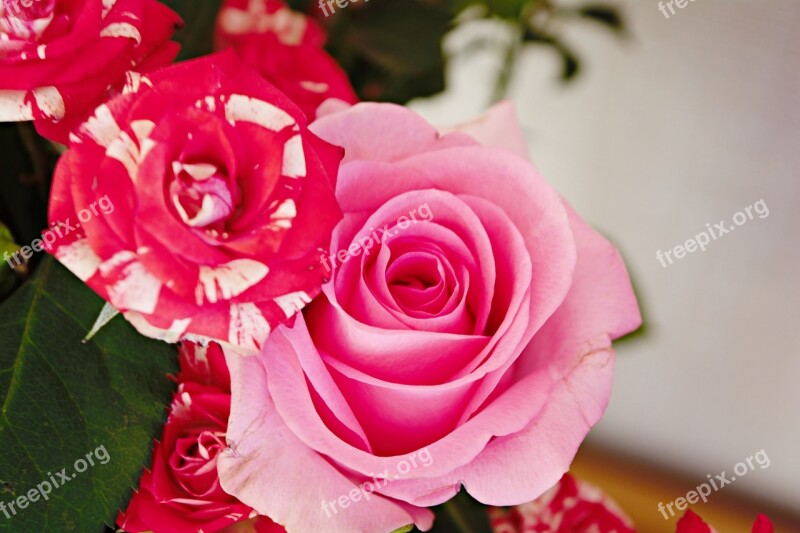 Pink Roses Flowers Beautiful Free Photos