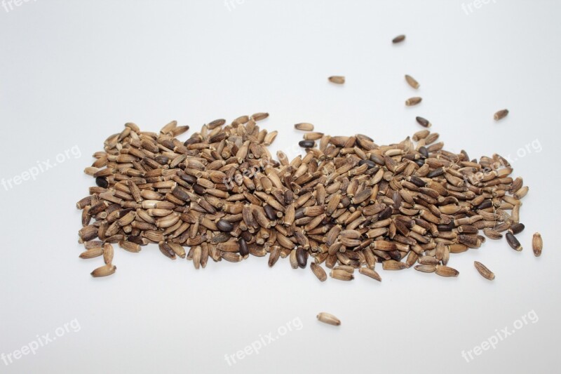 Milk Thistle Milk Thistle Seed For Sprouting Black Brown