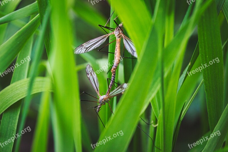 Pairing Insect Mosquitoes Macro Close Up