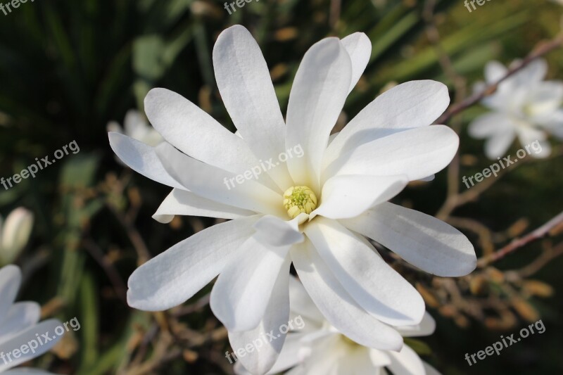 Star Magnolia Magnolia White Spring Frühlingsblüher