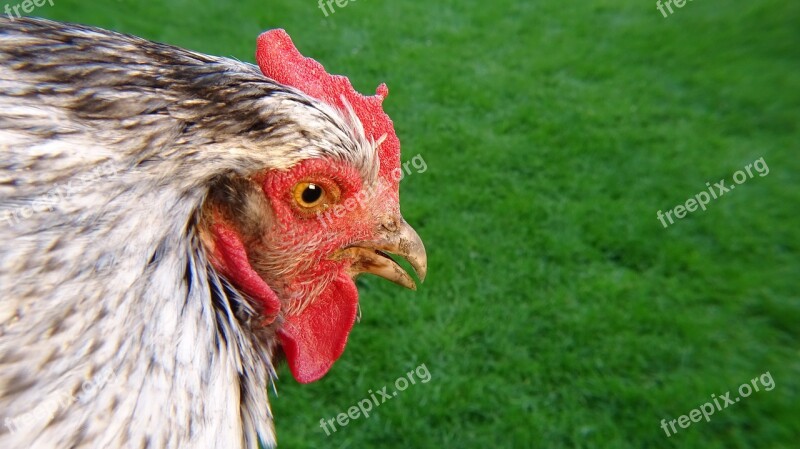 Chicken Green Nature Grass Bird