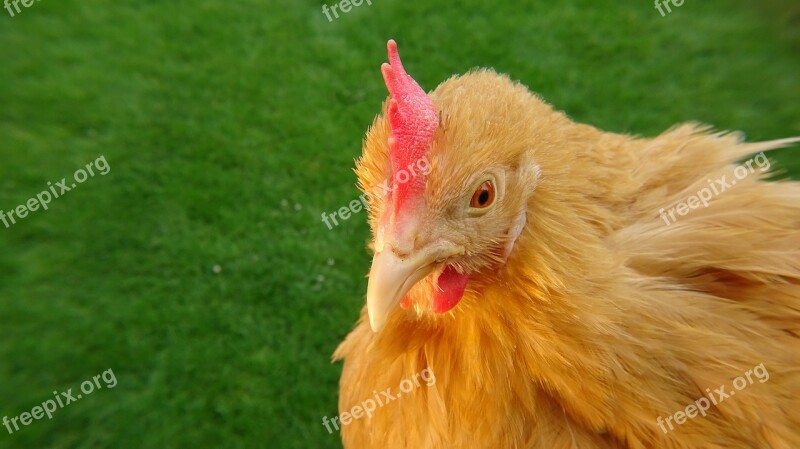 Chicken Green Nature Grass Bird